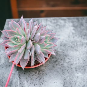 Echeveria Black Swan