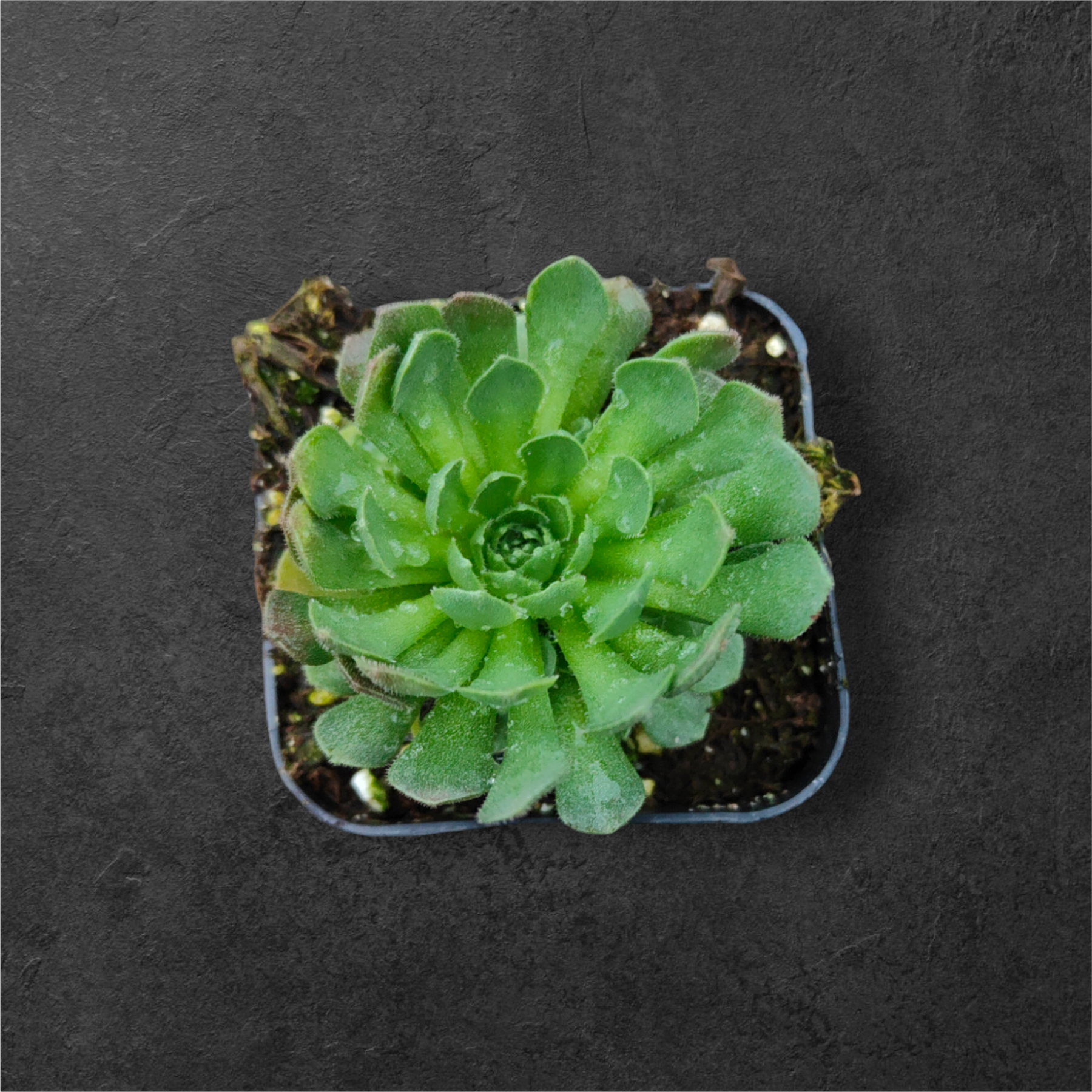 succulent from above Rosularia platyphylla