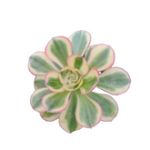 Aeonium 'Zuse' variegated succulent, rosette form.