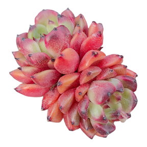 Echeveria 'Moonlight Jenny'