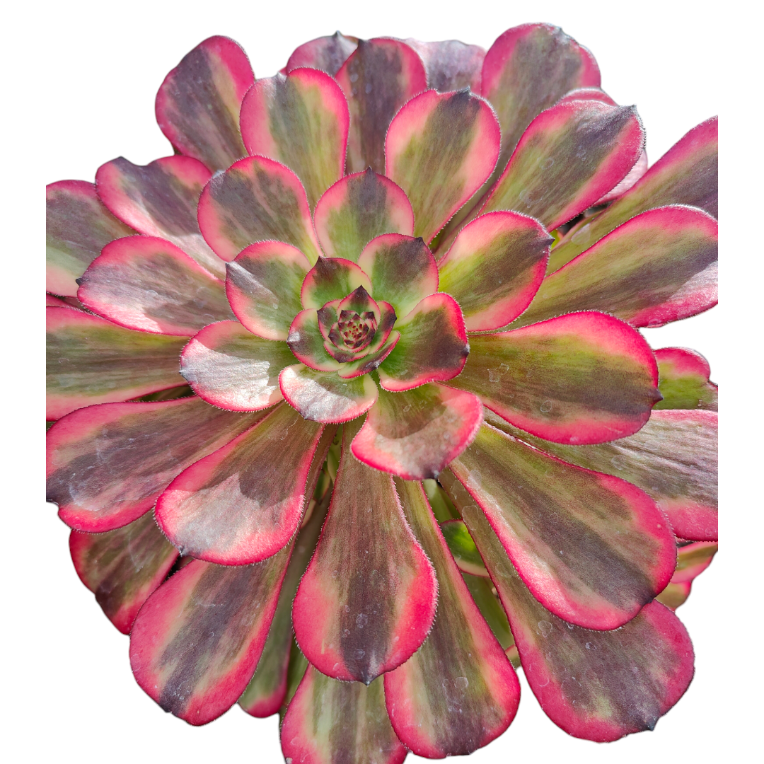 black king succulent Aeonium Black King Kong 4 Inch