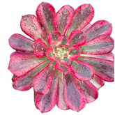 Aeonium Medusa