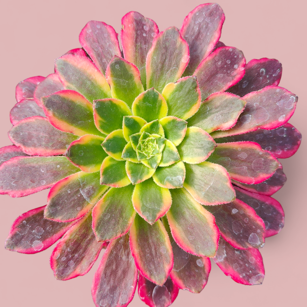 Aeonium 'Morning glow'