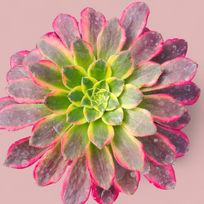 glowing succulent care Aeonium 'Morning glow'