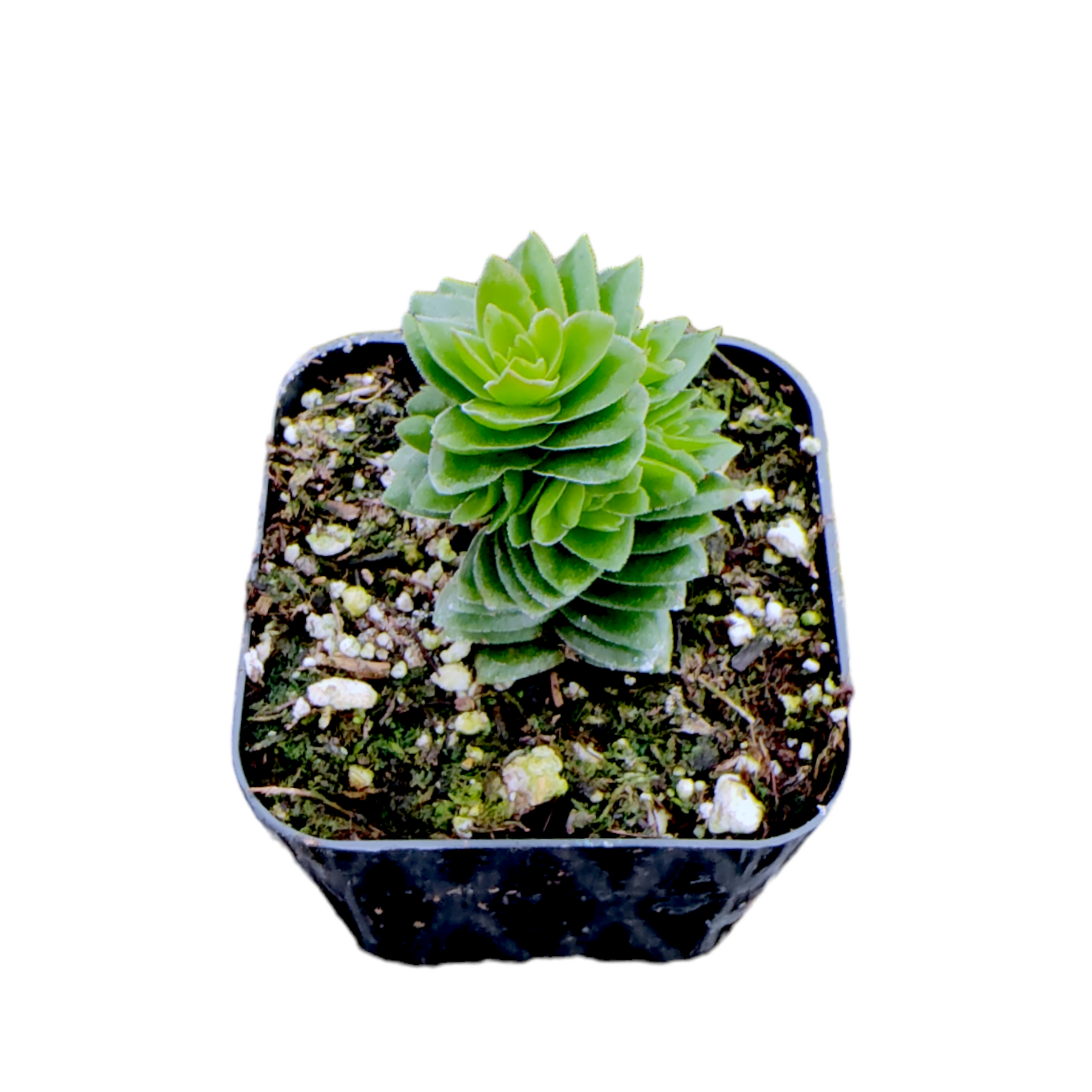 ebay succulent pots Crassula 'Spiralis Estagnol' 2 Inch