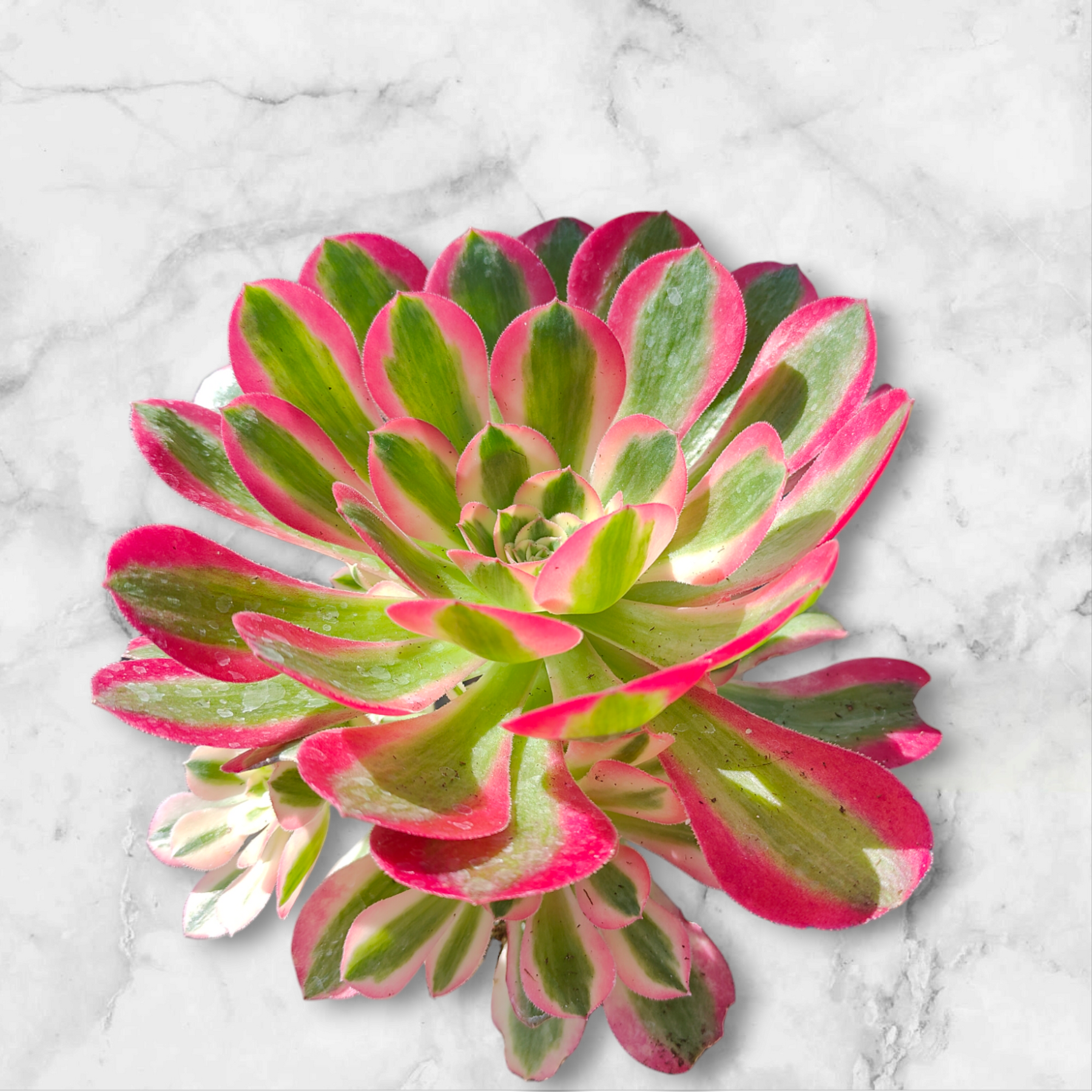succulent witch Aeonium Pink Witch