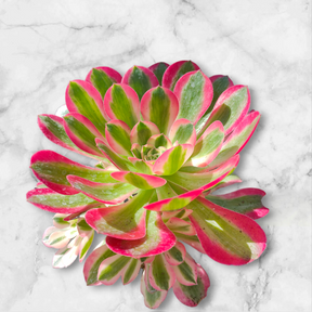 Aeonium Pink Witch