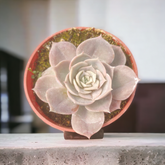 Echeveria Blue Surprise succulent in terra-cotta pot.