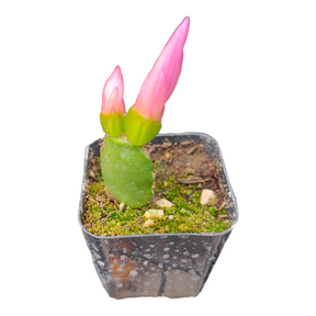 Schlumbergera gaertneri Easter Cactus