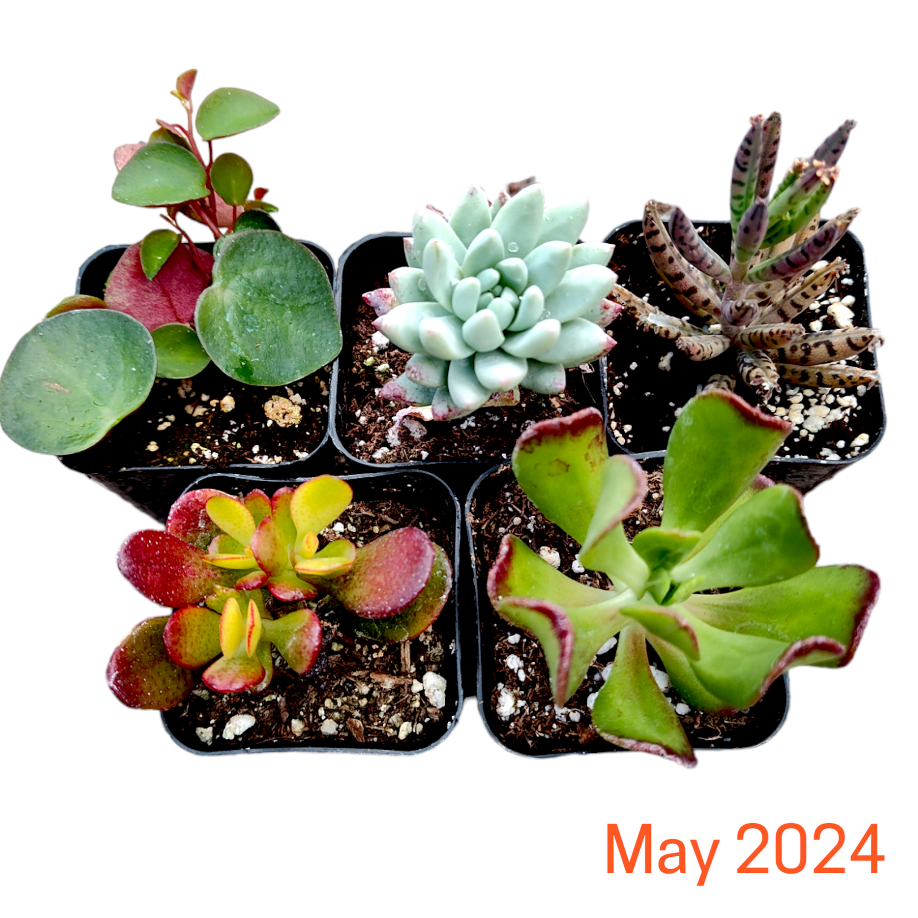 cheap succulents for sale Succulents Depot Monthly Subscription Box with Free Plants