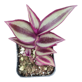 is tradescantia a succulent Tradescantia zebrina Superba Wandering Dude
