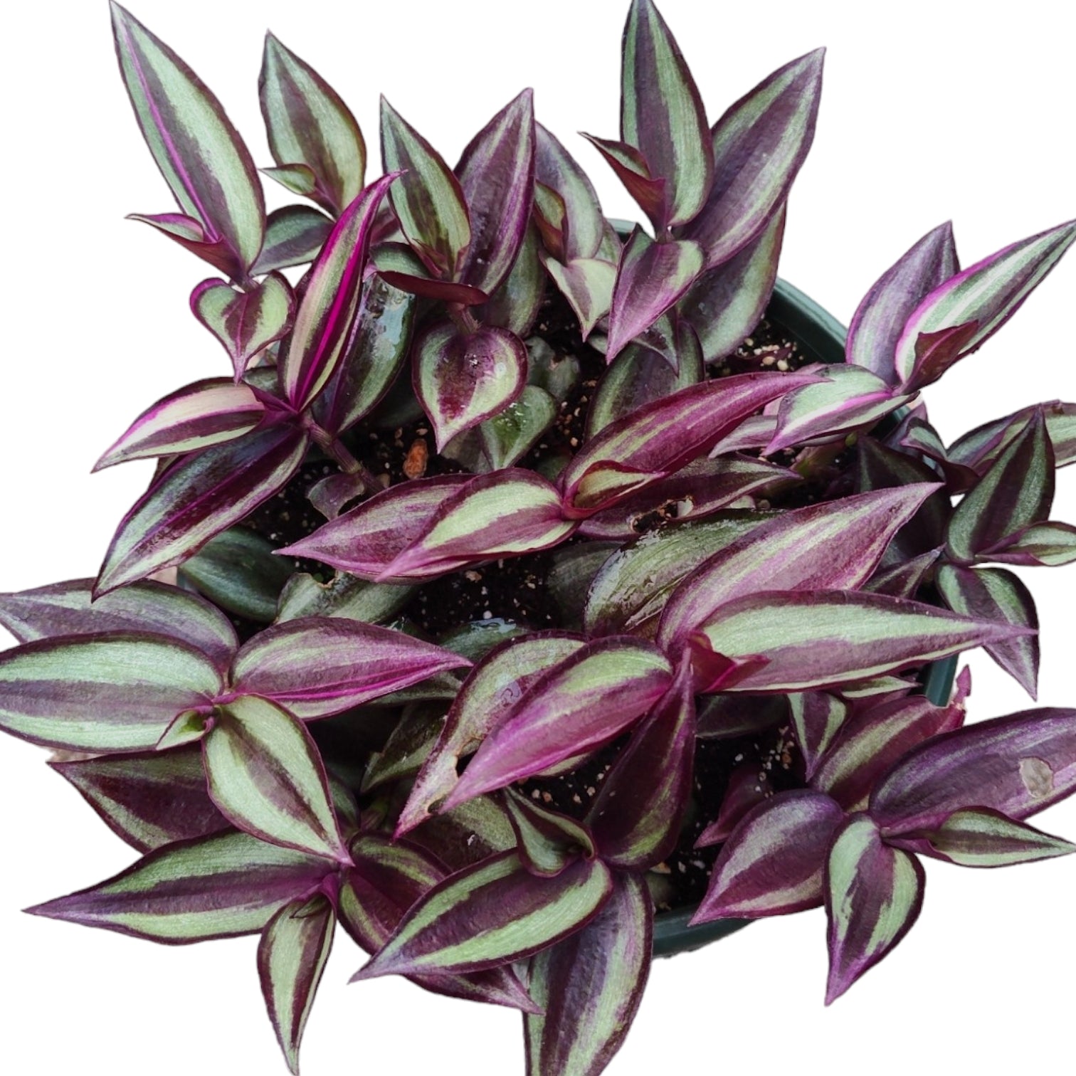 zebrina indoor plant Tradescantia zebrina Superba Wandering Dude 8 Inch
