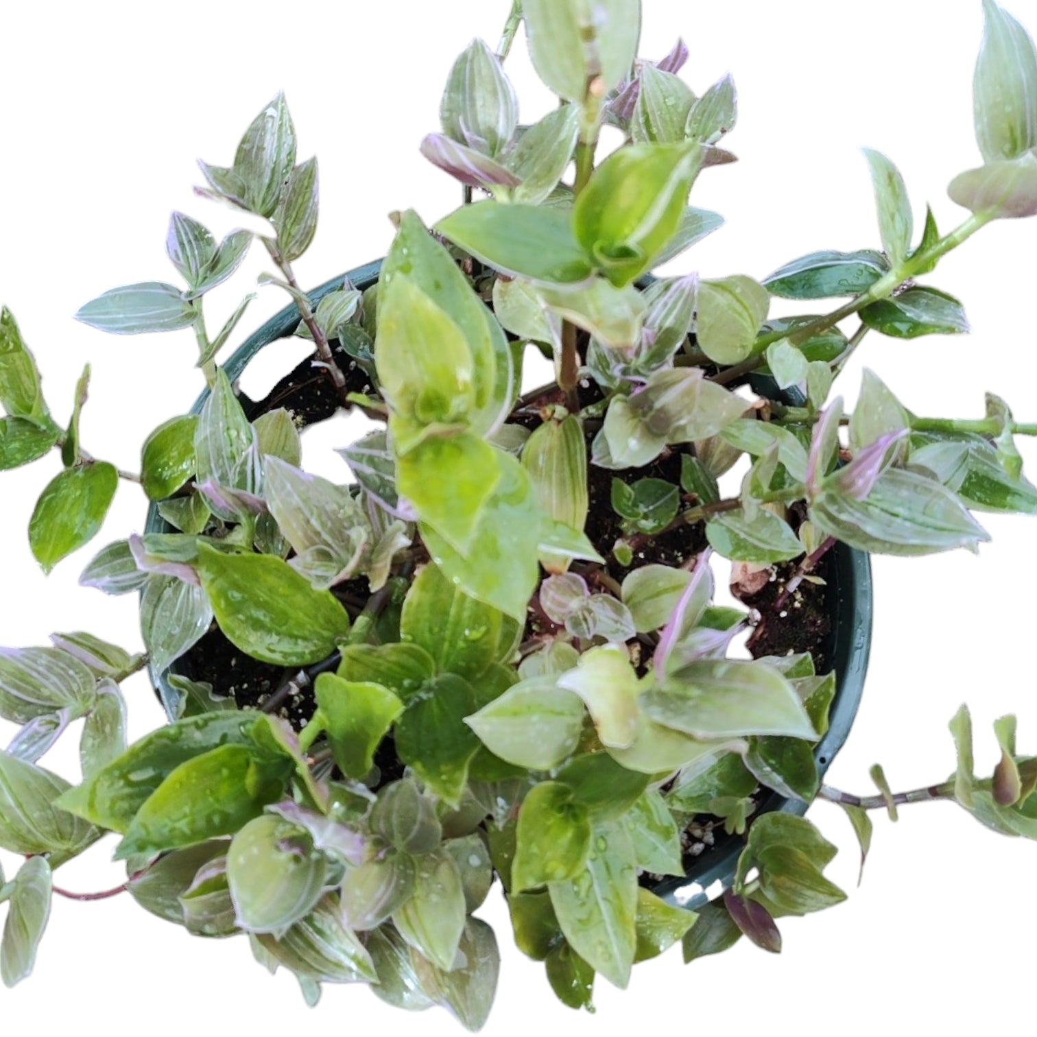 variegated lavender plant Tradescantia fluminensis 'Lavender' Variegata Wandering Dude