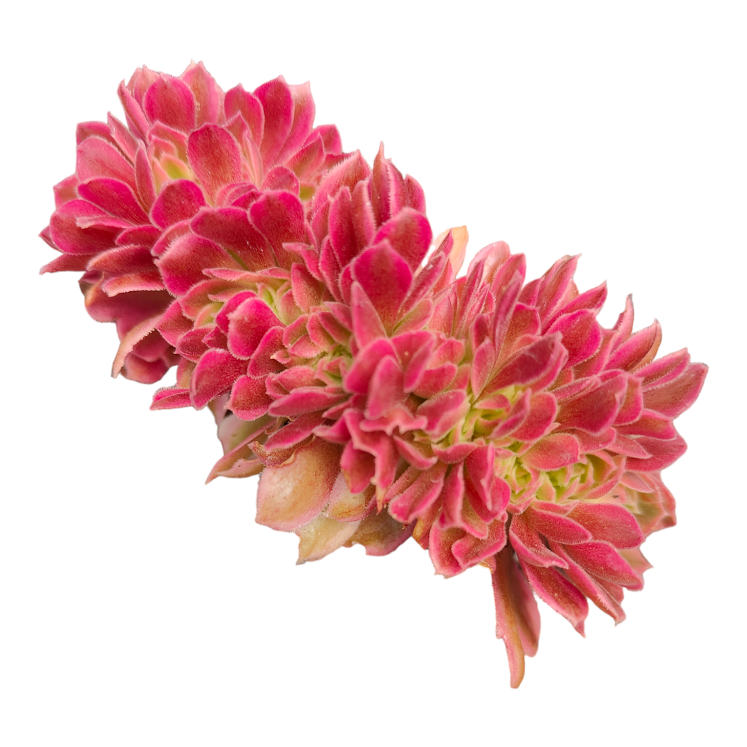 Aeonium Maggie Crest