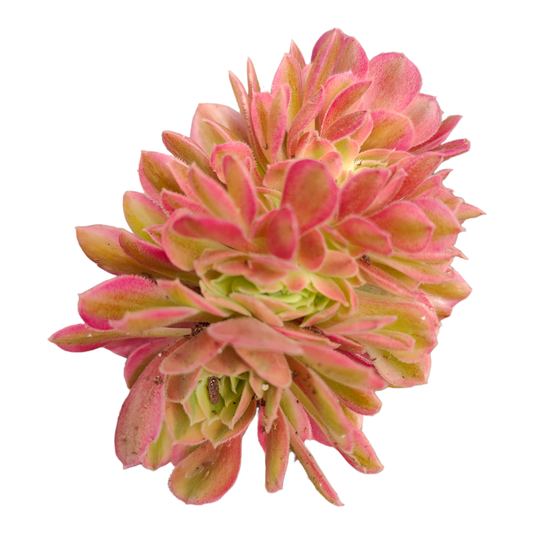 Aeonium Maggie Crest