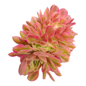 Aeonium Maggie Crest