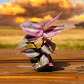 Tradescantia zebrina variegata
