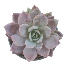 Echeveria champagne 'White Night'