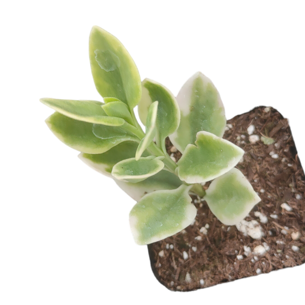 Aptenia cordifolia Variegata 2 Inch