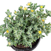 Delosperma echinatum - Pickle Plant with frosted leaves and yellow blooms.
