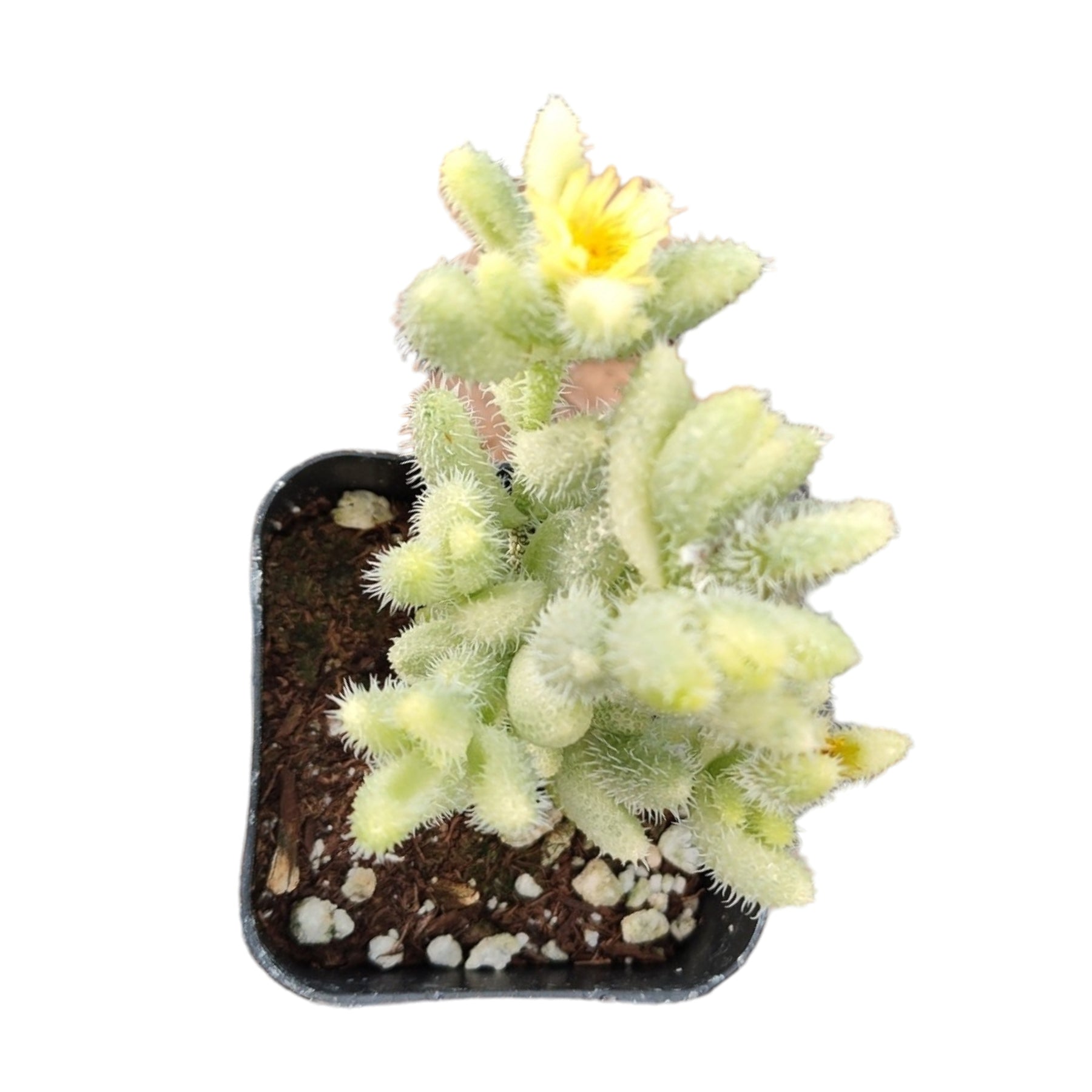 pickle plant succulent flower Delosperma echinatum