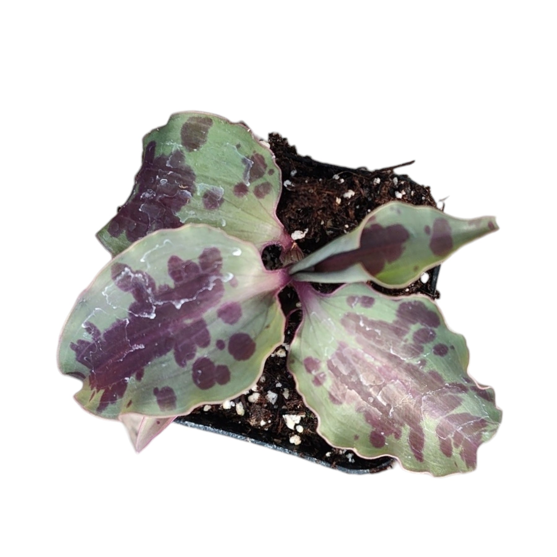 are tradescantia succulents Tradescantia tinantia Pringlei