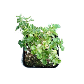 mini potted plants for sale Pilea microphylla 2 Inch