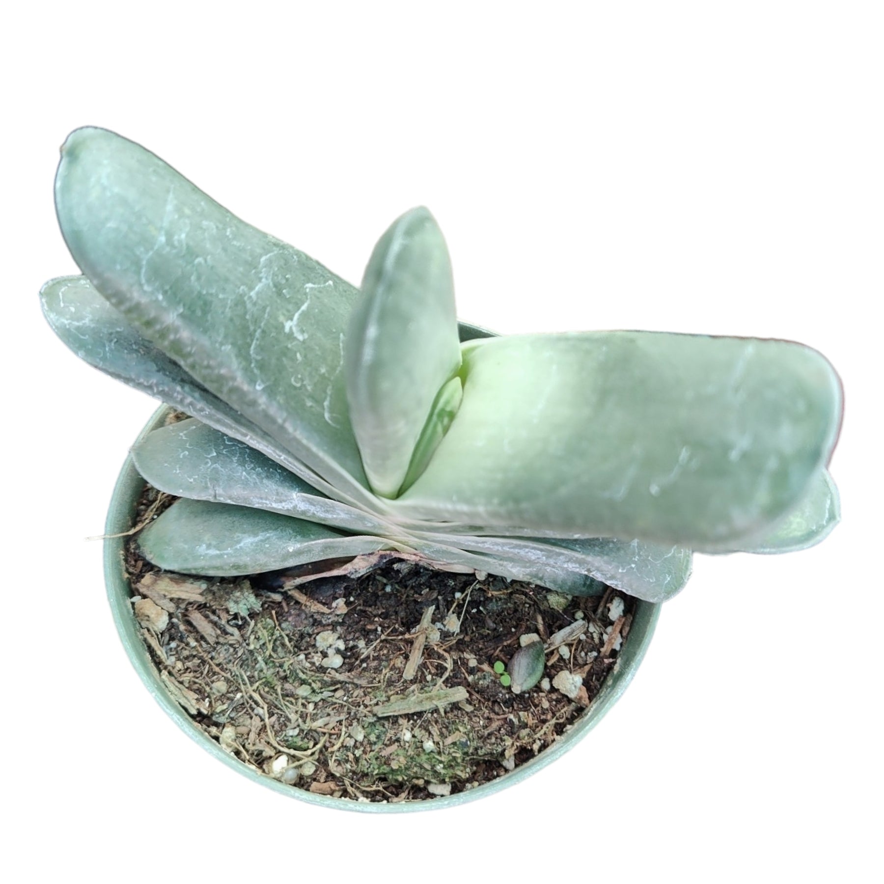 tongue succulent Gasteria glomerata
