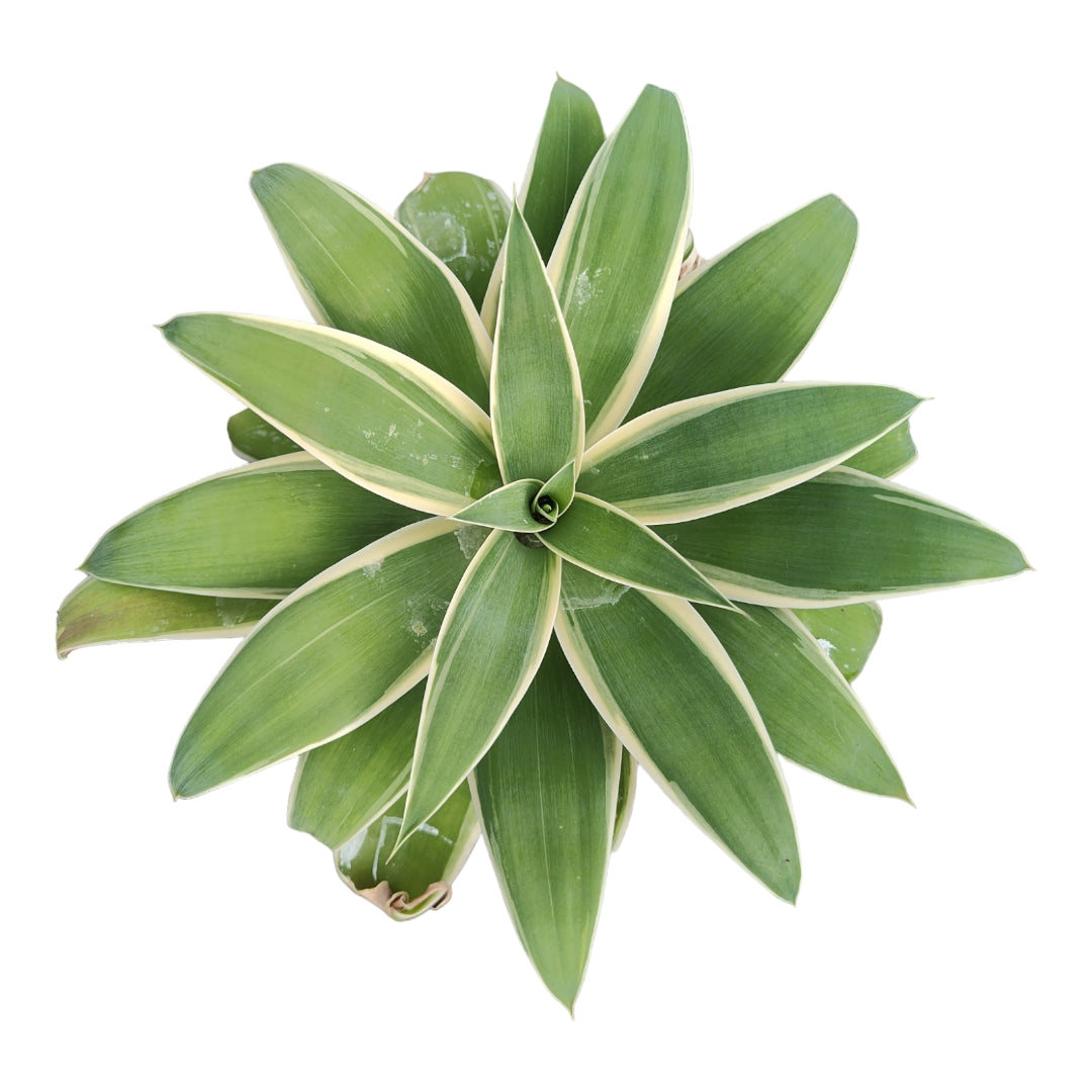 agave like succulents Agave attenuate 'Ray of Light'