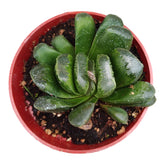 Haworthia truncata in a plastic nursery pot.