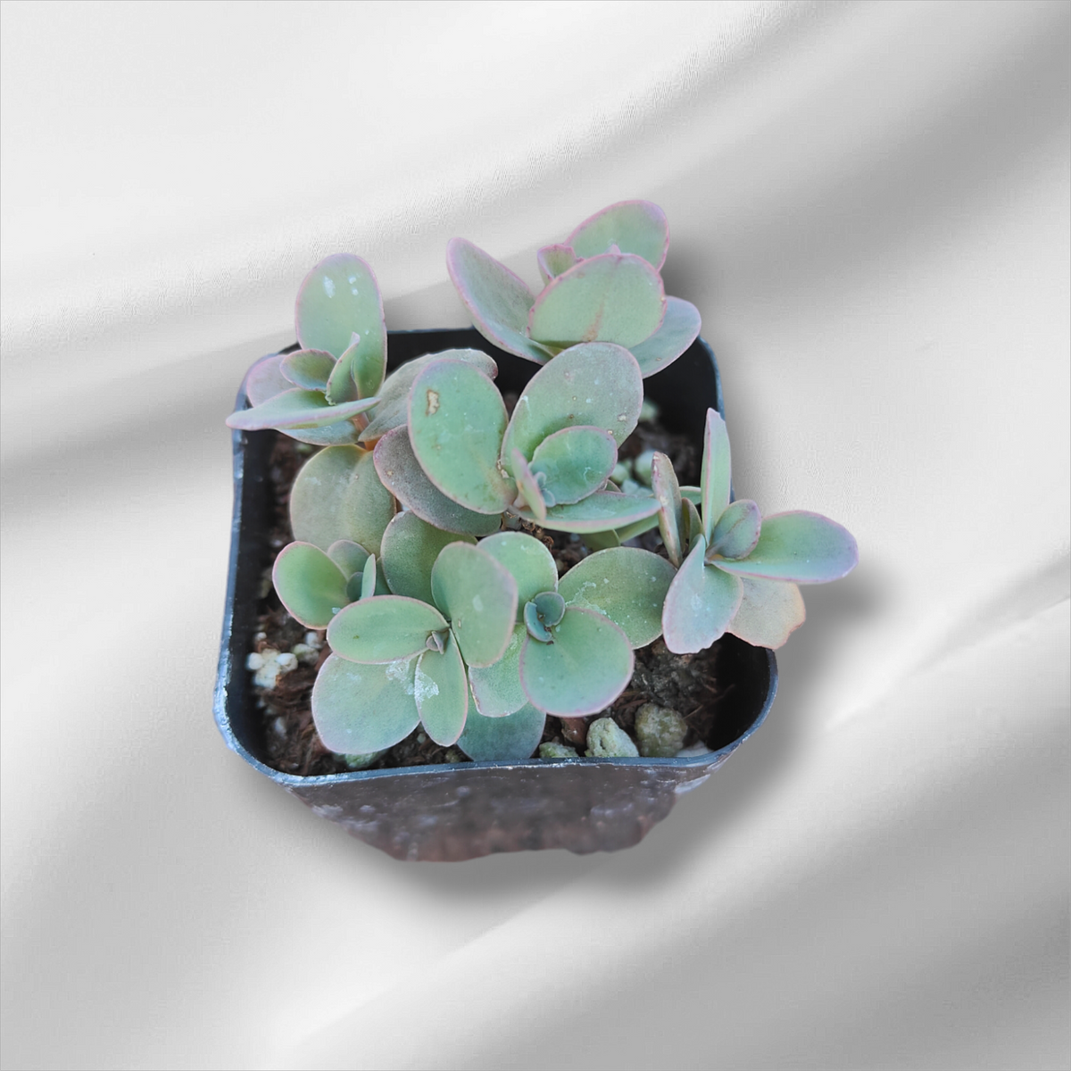 Sedum Marina succulent cuttings in black nursery pot.