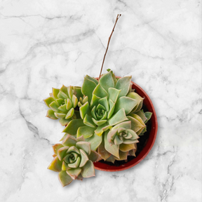 Echeveria cinderella
