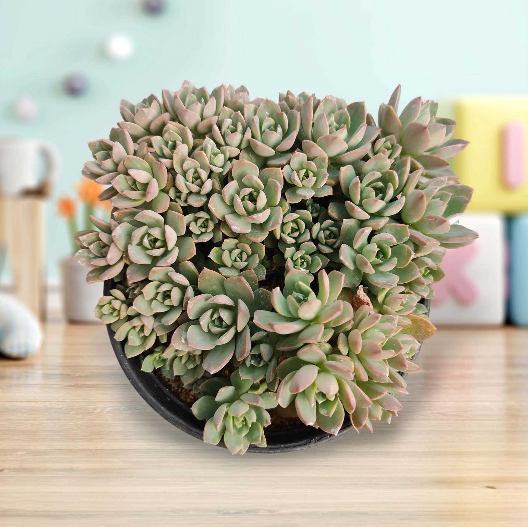 echeverria succulent Echeveria Sp