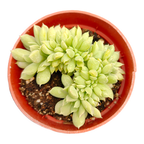 Echeveria 'Irish Mint'