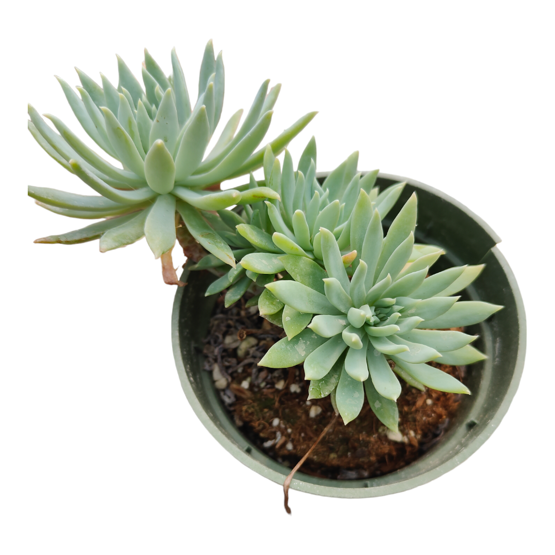fleet farm succulents Sedeveria 'Fanfare'