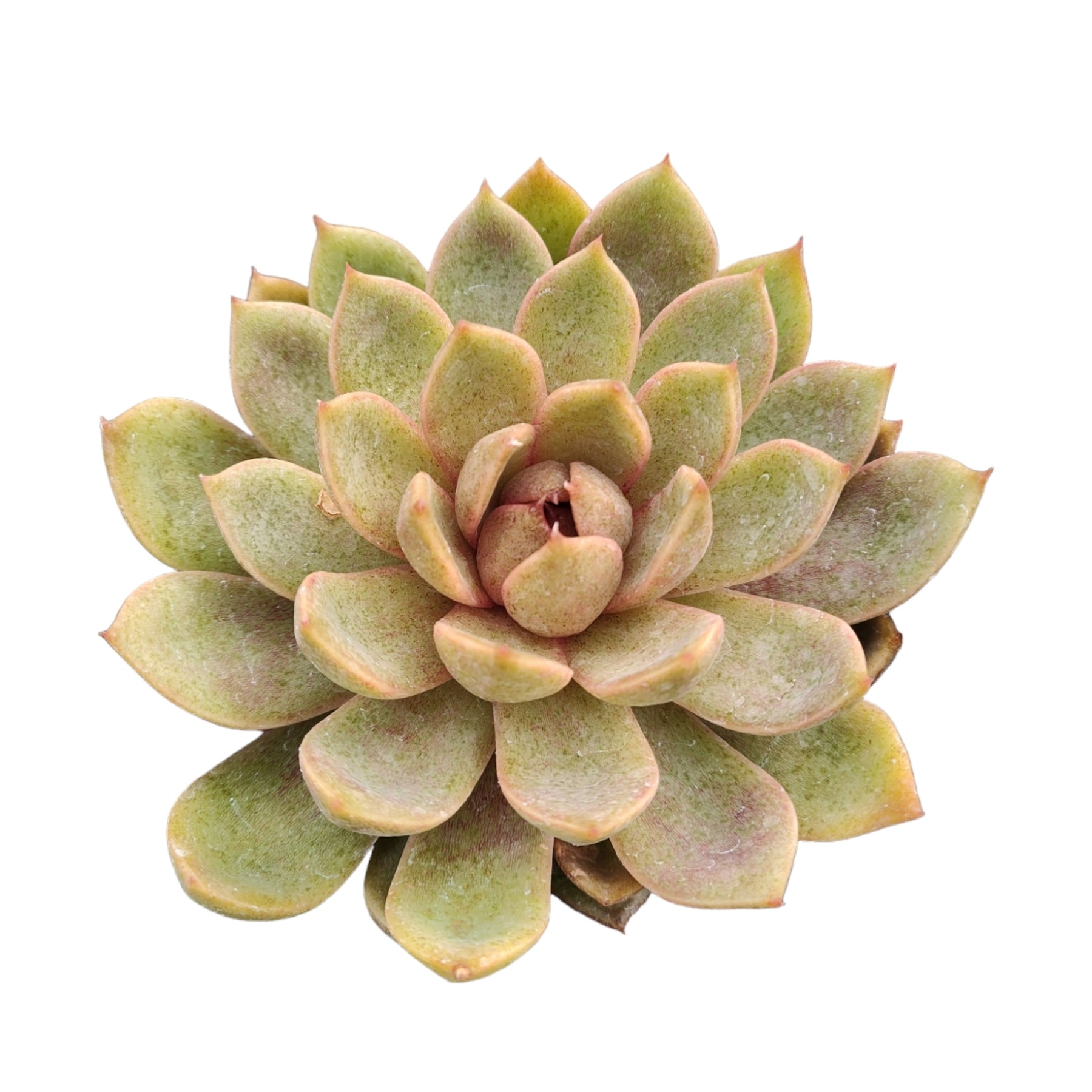 black succulents for sale near me Echeveria Black Rose