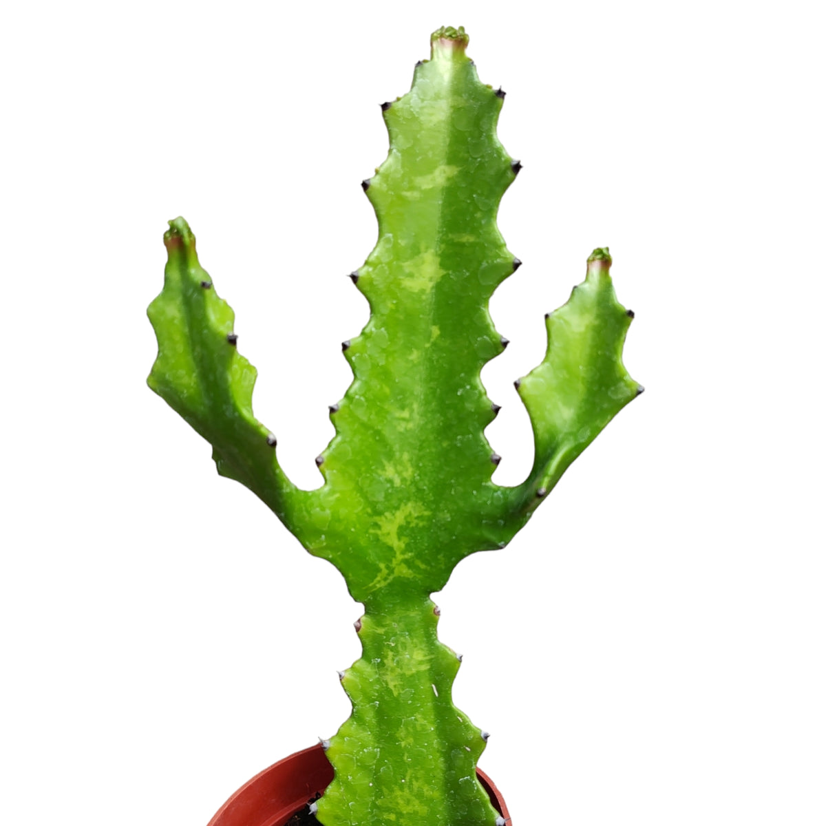 dragon tooth succulent Euphorbia lactea 'Dragon bone'