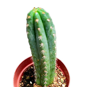 san pedro cactus kopen Trichocereus Pachanoi San Pedro Cactus