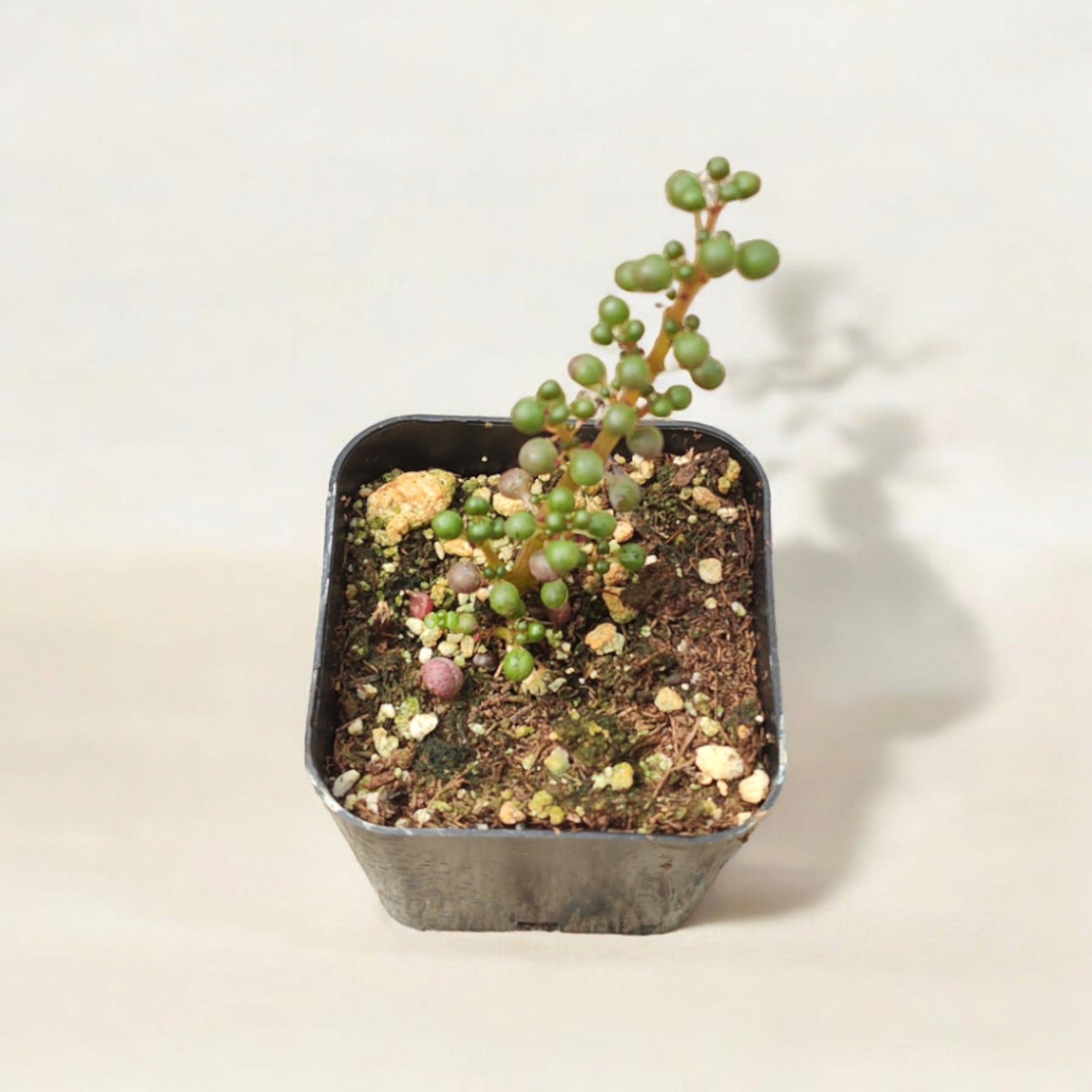 globulosa succulent Pilea serpyllacea 'Globosa'