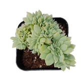 Echeveria 'Pansy' Crest in a small pot.