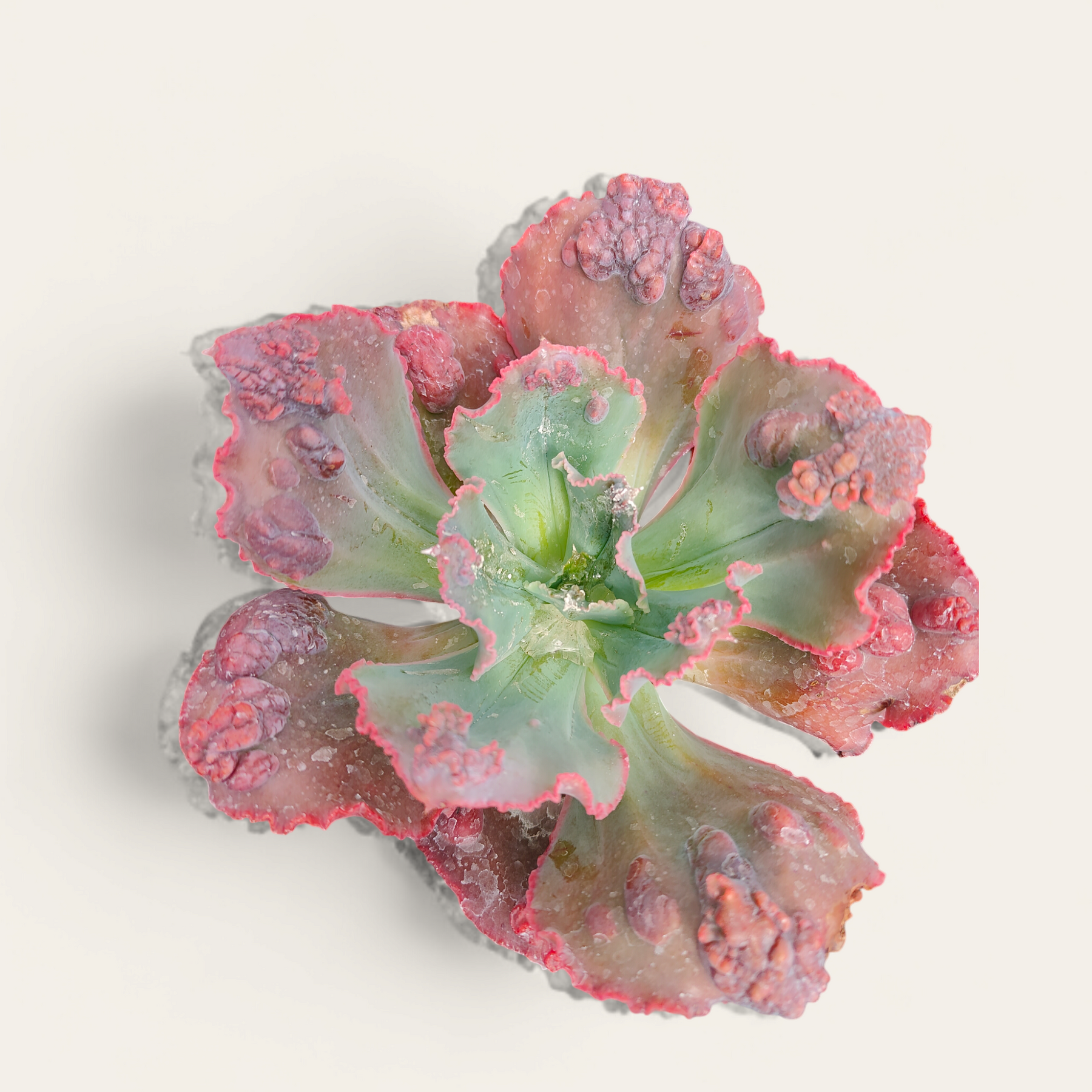 crimson tide succulent Echeveria 'Crimson Tide'