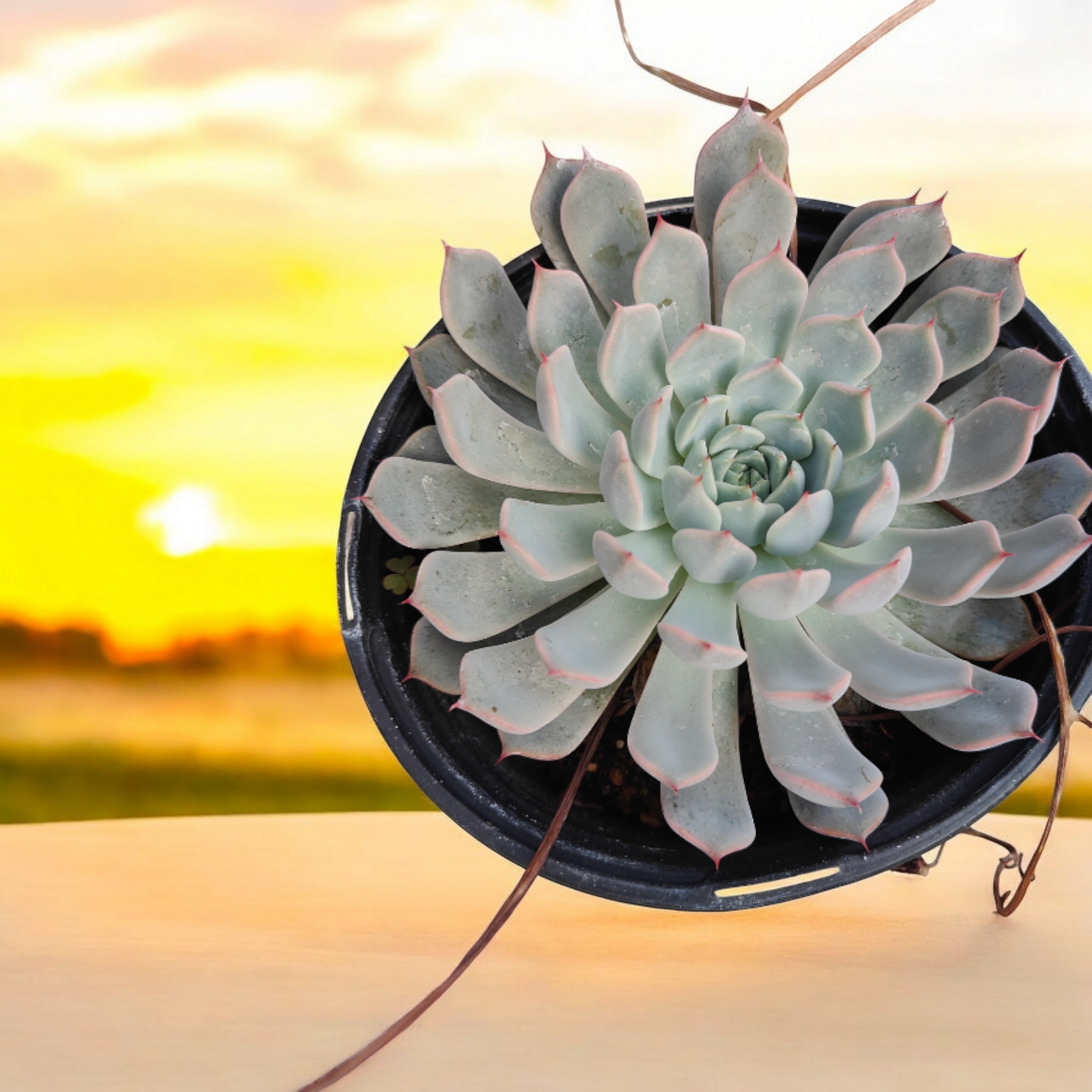 gray succulent plant Echeveria Pink Zaragosa