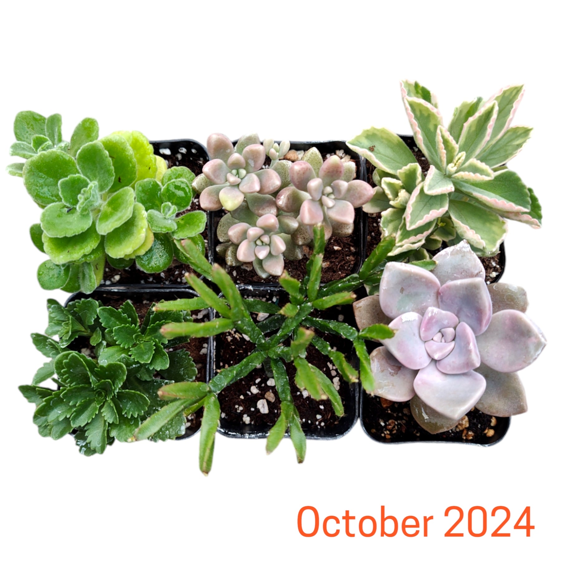 succulents depot coupon Monthly Subscription Box