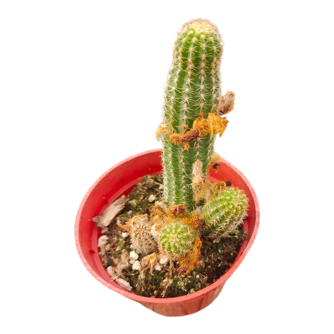 rose quartz succulent Chamaelobivia 'Rose Quartz' Peanut Cactus 2 Inch Single
