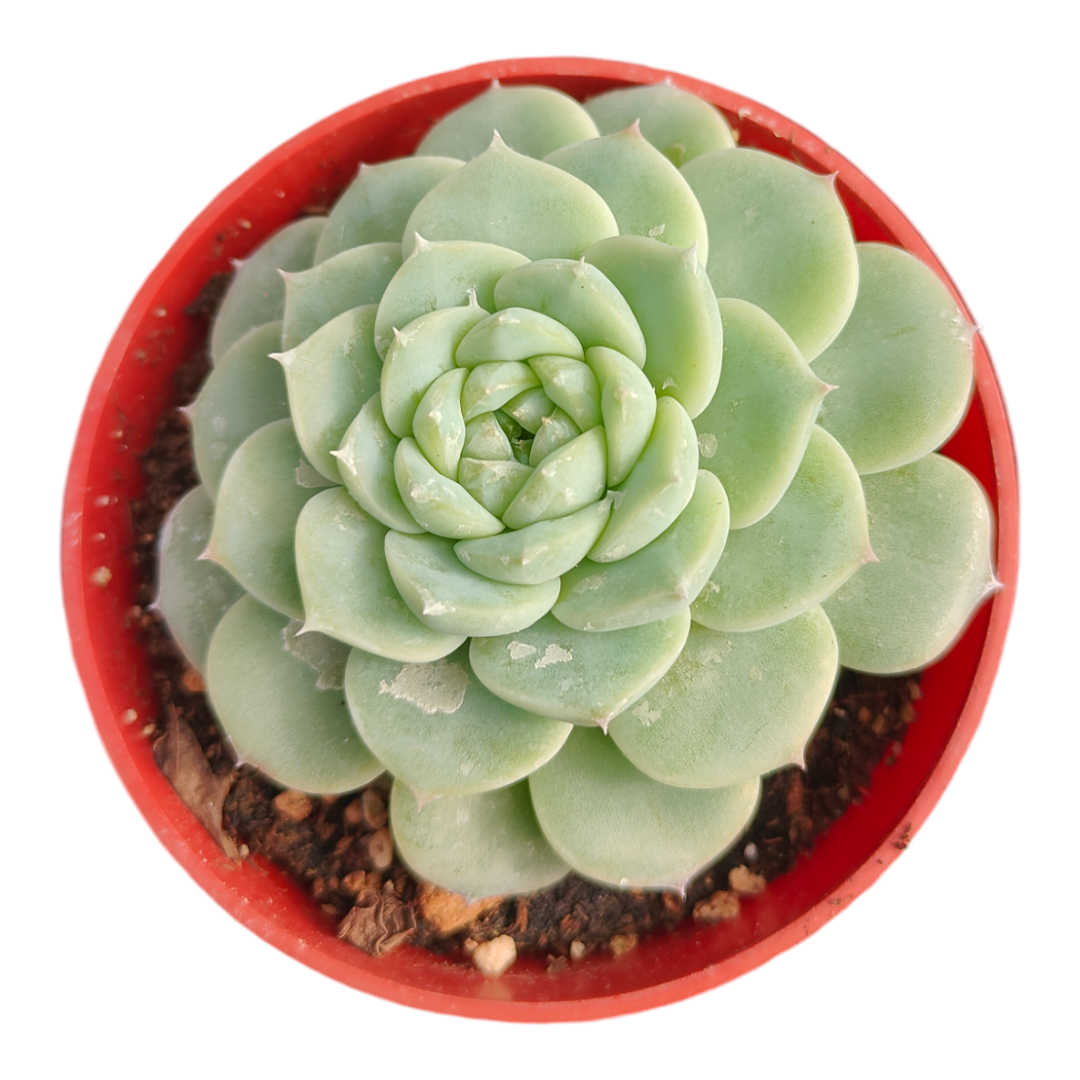 red rosette succulent Echeveria Red Velvet 2 Inch Cluster
