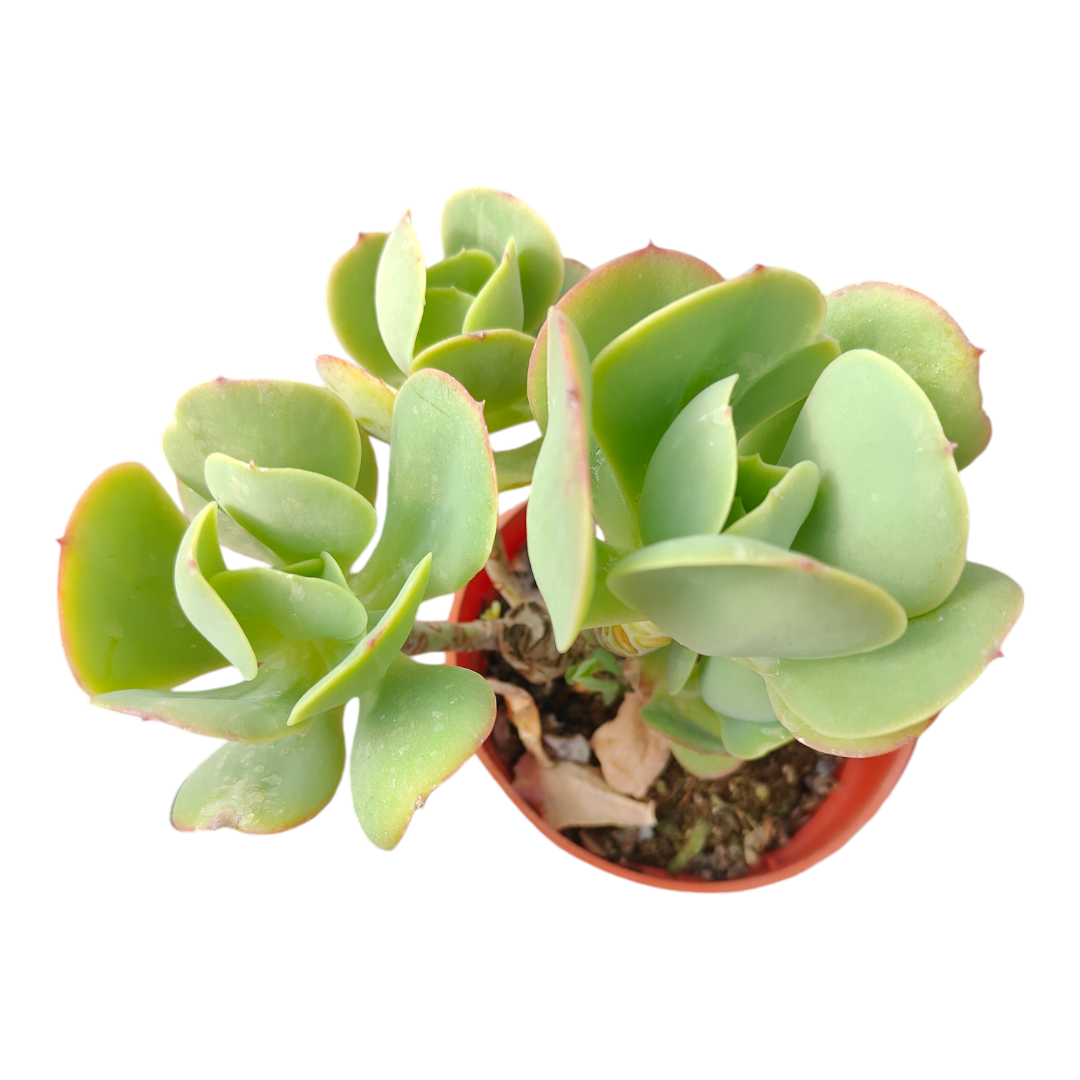 roma succulent Echeveria 'Lemon Rose'