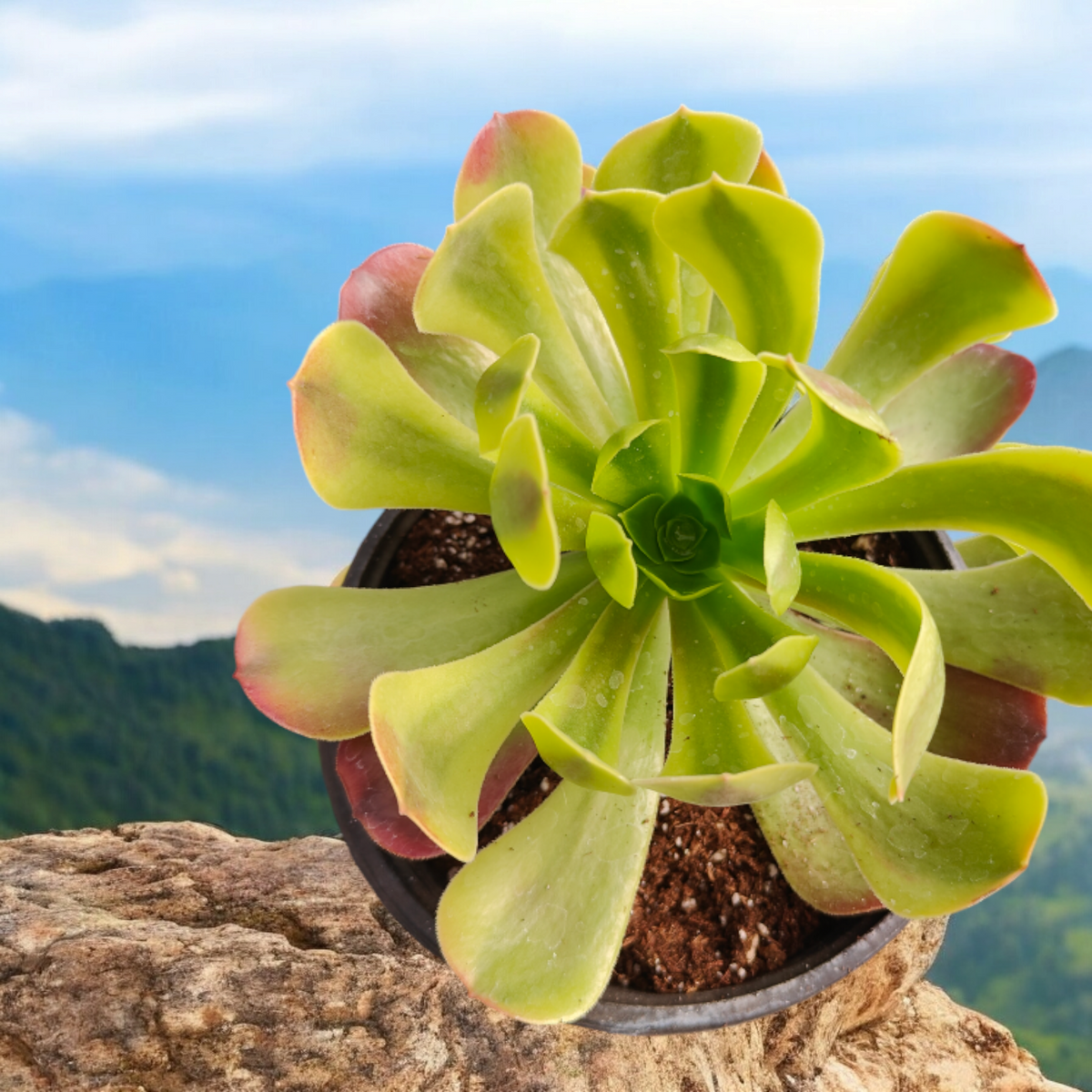 Aeonium Green Lemon 4 Inch