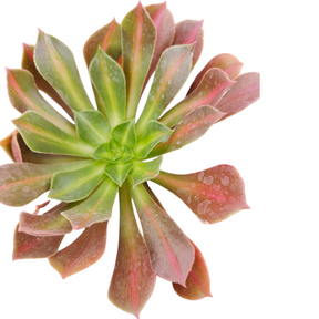 kilimanjaro succulent topiary Aeonium 'Kilimanjaro' 4 Inch