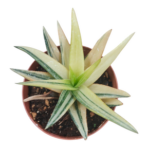 Gasteraloe 'Green Gold' Variegated