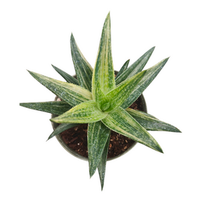 Gasteraloe 'Green Gold' Variegated